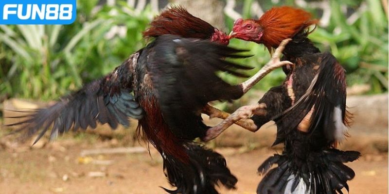 Chơi đá gà Campuchia có cơ hội nhận vô vàn ưu đãi