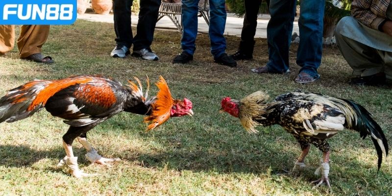 Các dấu hiệu nhận biết một chiến kê xuất chúng
