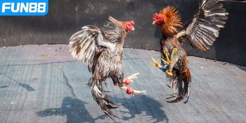 Khám phá quy tắc chơi đá gà cựa dao