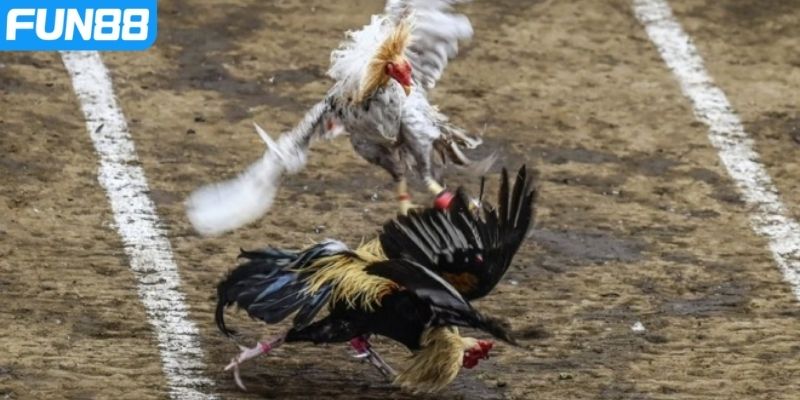 Mẹo cá cược đá gà Fun88 xanh chín cho dân chơi