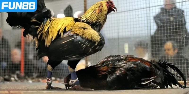 Tìm hiểu về quá trình phát triển của đá gà cựa dao
