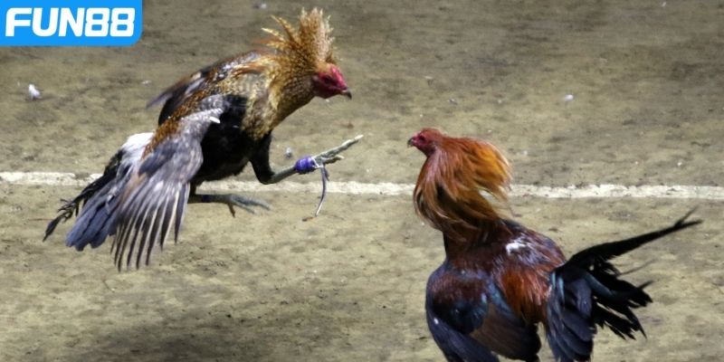Ưu điểm nổi bật của sảnh đá gà Fun88 chất lượng